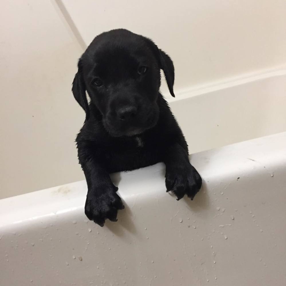 Meet your Posher, Kamren